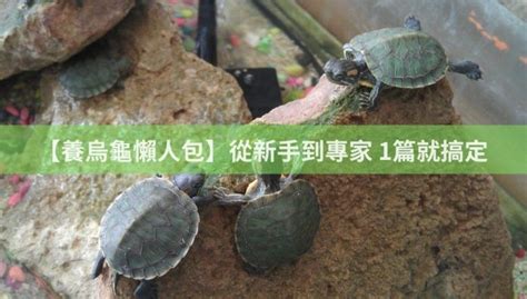 如何養烏龜|【養烏龜懶人包】：從新手到專家，1篇就搞定